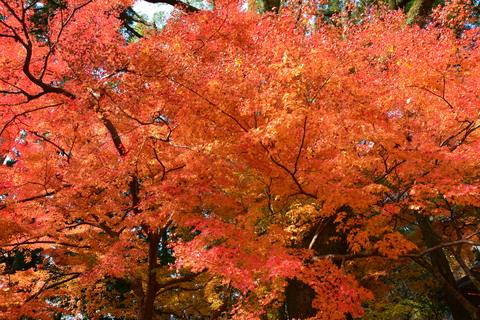 大興善寺_b0190474_2074187.jpg