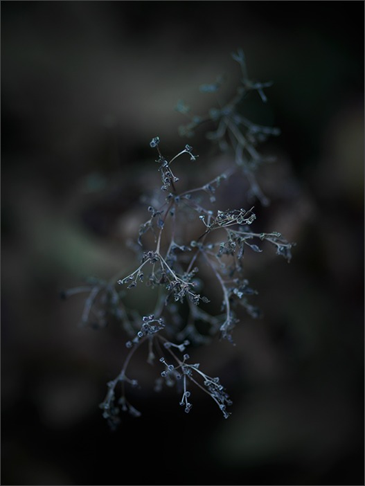枯れの美学_a0161380_6121575.jpg