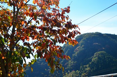 和歌山　串柿の里の風物詩_c0229483_151557.jpg