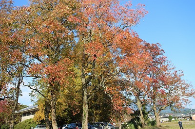 歩く・あるく　木々の紅葉・黄葉_d0156186_23531125.jpg