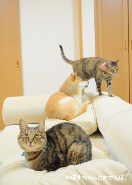 抱っこ袋_a0126590_23344160.jpg