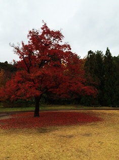 山茶花梅雨_a0123692_17392513.jpg