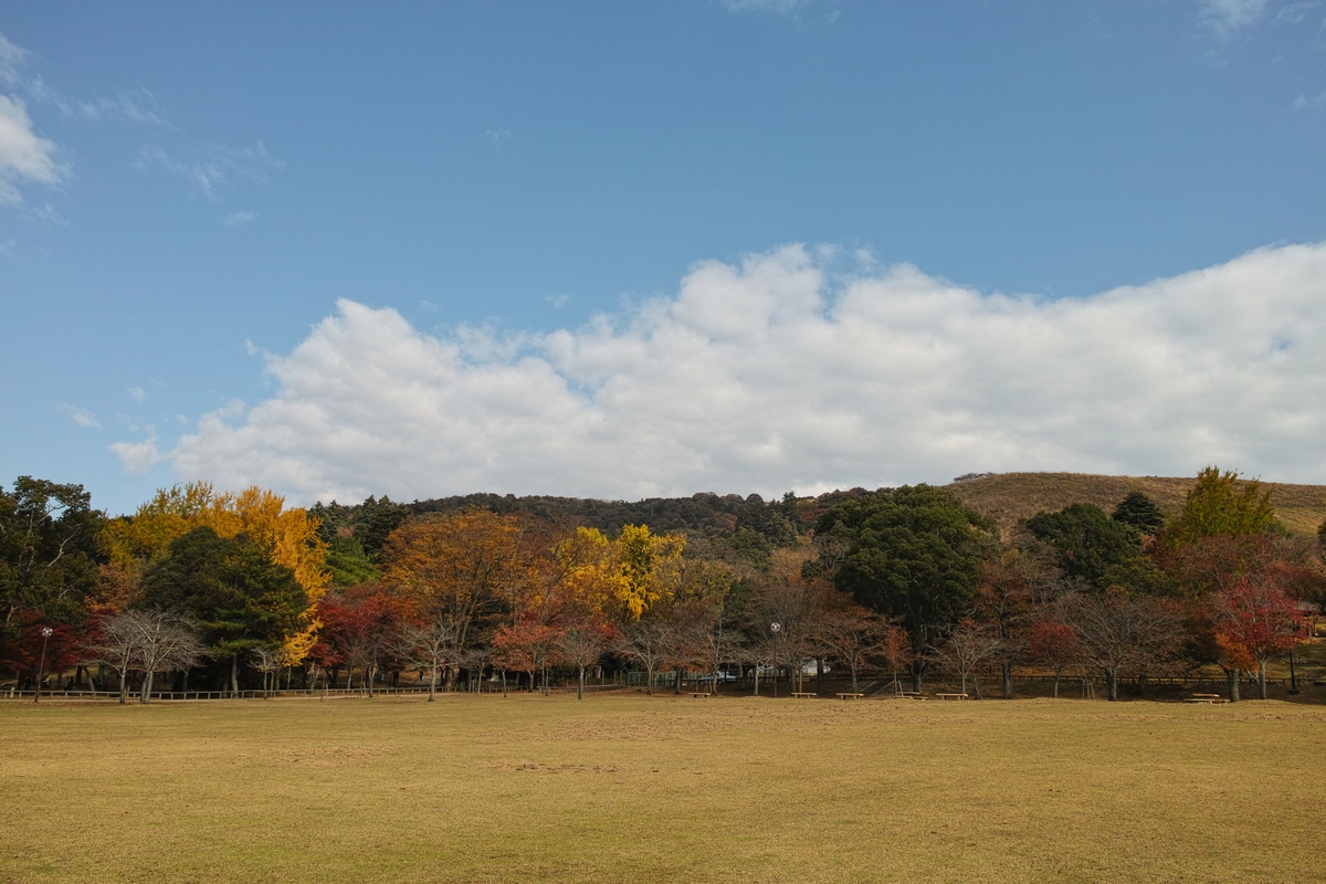 「奈良公園の紅葉 2014」_a0133692_13492487.jpg