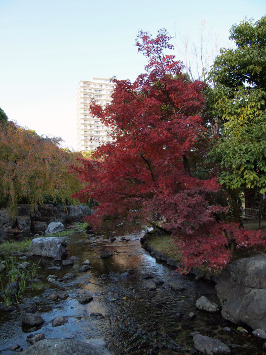 白鳥庭園　観楓会３_b0340992_23163771.jpg