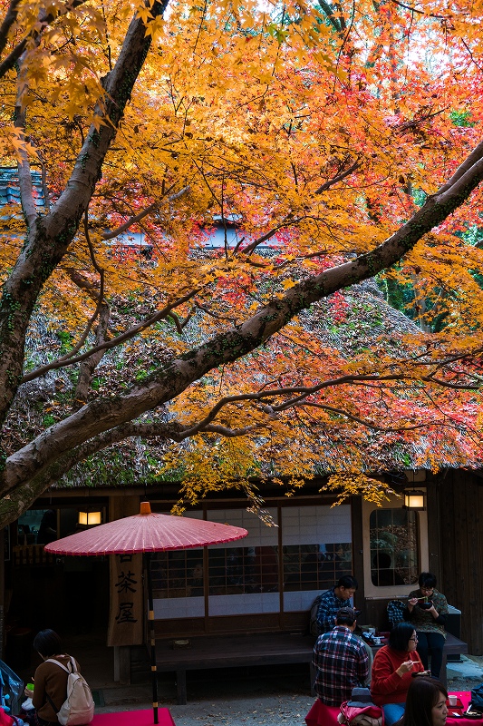 もみじ紅葉　奈良公園_c0089092_15153816.jpg