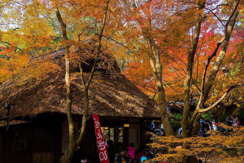 もみじ紅葉　奈良公園_c0089092_1516549.jpg