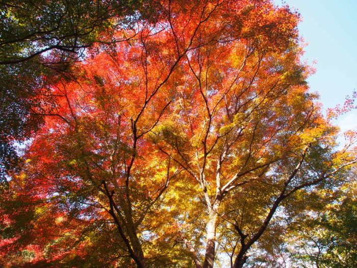 近場の紅葉も見頃＠異人館→背山→布引の滝→再度公園→再度山→大師道/神戸市 2014/11/22（土）快晴 一部12名_c0134193_18050656.jpg