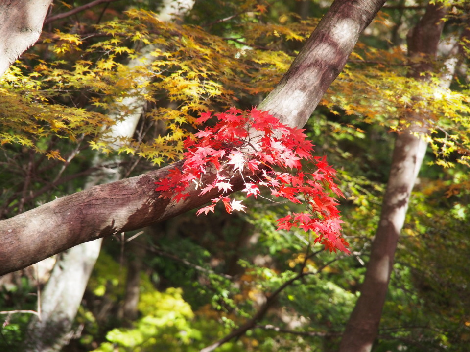 近場の紅葉も見頃＠異人館→背山→布引の滝→再度公園→再度山→大師道/神戸市 2014/11/22（土）快晴 一部12名_c0134193_18401001.jpg