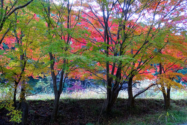 榊原に隠れた紅葉_b0145296_915697.jpg
