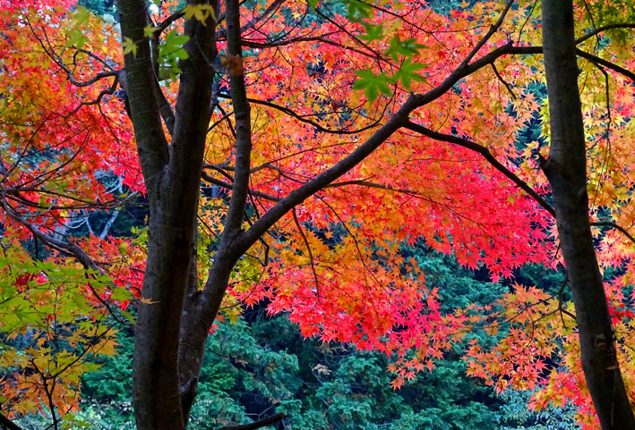 榊原に隠れた紅葉_b0145296_921894.jpg