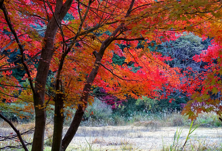 榊原に隠れた紅葉_b0145296_922455.jpg
