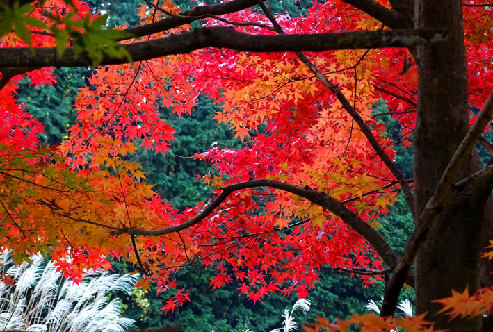 榊原に隠れた紅葉_b0145296_923199.jpg