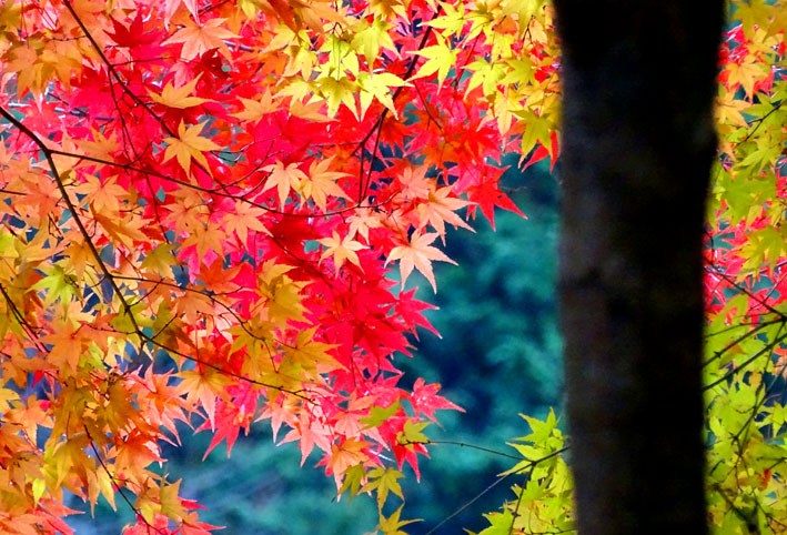 榊原に隠れた紅葉_b0145296_924680.jpg