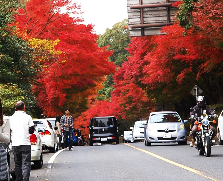 ２０１４年１１月２４日（月） 　紅葉_e0095197_09501065.jpg