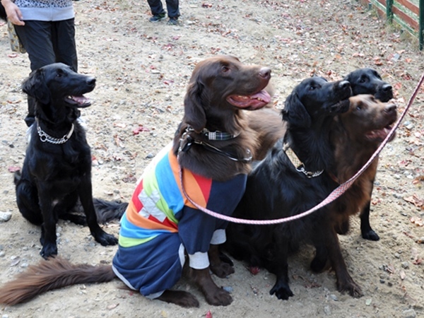 フラット親戚会 ＠大阪_f0176499_15452243.jpg