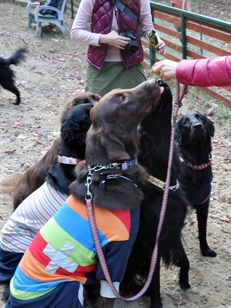 フラット親戚会 ＠大阪_f0176499_15464728.jpg