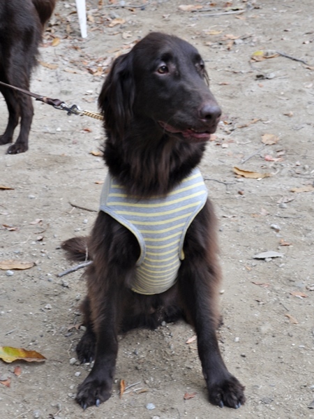 フラット親戚会 ＠大阪_f0176499_15490278.jpg