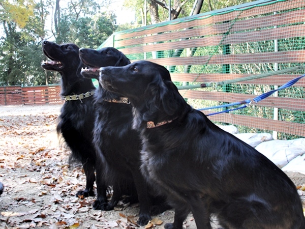 フラット親戚会 ＠大阪_f0176499_15580685.jpg