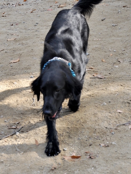 フラット親戚会 ＠大阪_f0176499_17025641.jpg