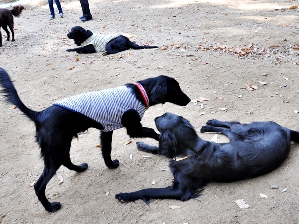 フラット親戚会 ＠大阪_f0176499_17035055.jpg