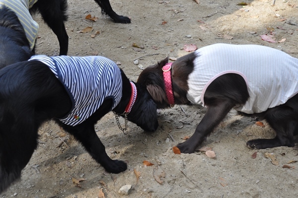 フラット親戚会 ＠大阪_f0176499_17040050.jpg