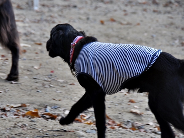 フラット親戚会 ＠大阪_f0176499_18051329.jpg