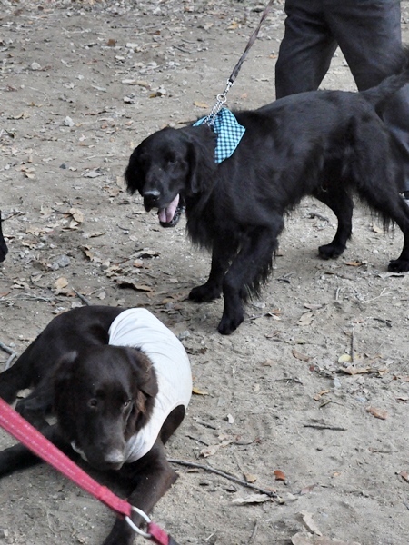 フラット親戚会 ＠大阪_f0176499_20131097.jpg