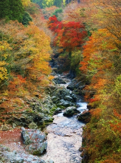 秩父の紅葉・檜原村から御岳峡谷_b0083801_02304535.jpg