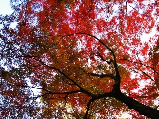 秩父の紅葉・檜原村から御岳峡谷_b0083801_02383629.jpg