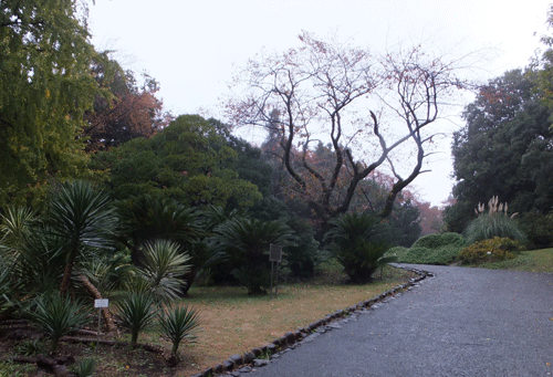 小石川植物園に行ってみました_c0204801_21481130.gif