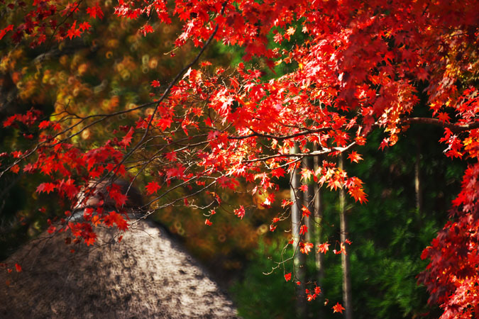 鹿沼市　古峯神社の紅葉3_a0263109_14262780.jpg