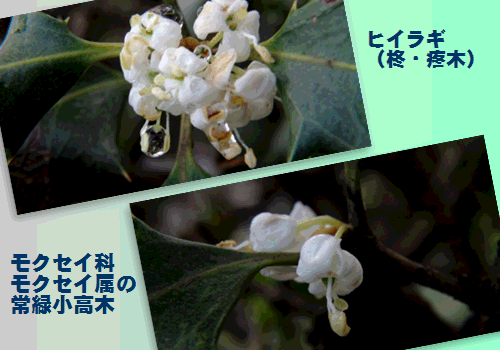 柊（ヒイラギ）の花（日本の柊と西洋の柊）…2014/11/26_f0231709_16315588.gif
