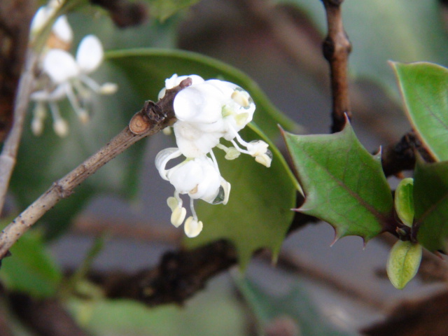 柊（ヒイラギ）の花（日本の柊と西洋の柊）…2014/11/26_f0231709_1633940.jpg