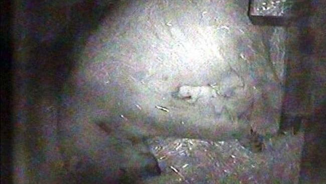 ドイツ・ニュルンベルク動物園でホッキョクグマの双子の赤ちゃん誕生! ~ ヴェラお母さんの健闘_a0151913_1251671.jpg