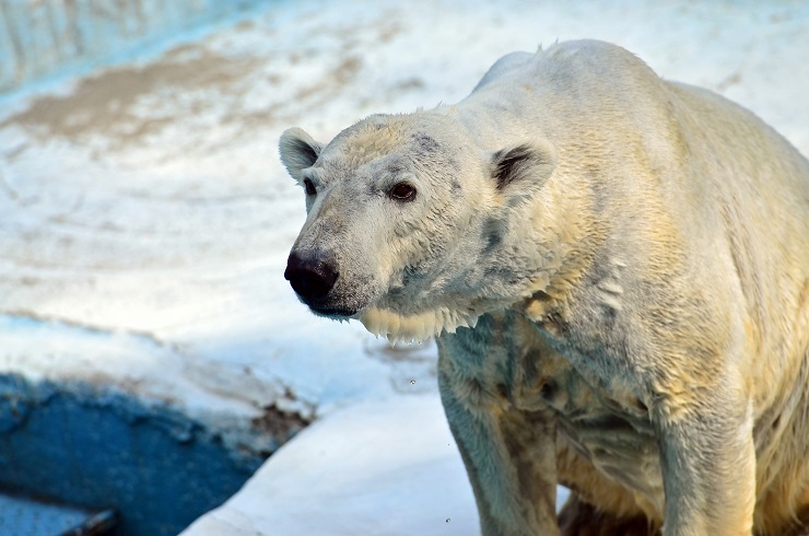 大阪・天王寺動物園でホッキョクグマの赤ちゃん誕生! ~ 22歳のバフィン、渾身の出産_a0151913_163841.jpg