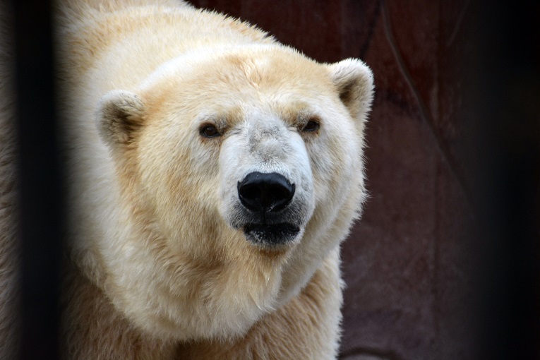 大阪・天王寺動物園でホッキョクグマの赤ちゃん誕生! ~ 22歳のバフィン、渾身の出産_a0151913_16534576.jpg