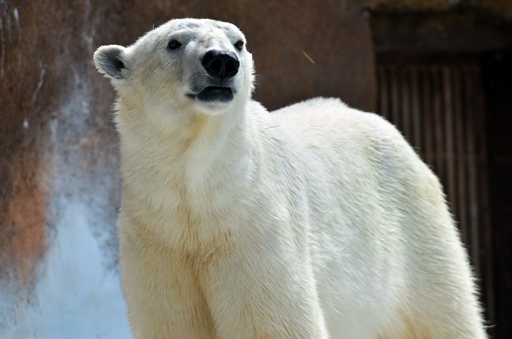 大阪・天王寺動物園でホッキョクグマの赤ちゃん誕生! ~ 22歳のバフィン、渾身の出産_a0151913_18393576.jpg