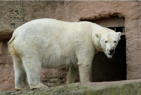 ドイツ・ニュルンベルク動物園でホッキョクグマの双子の赤ちゃん誕生! ~ ヴェラお母さんの健闘_a0151913_2405282.jpg