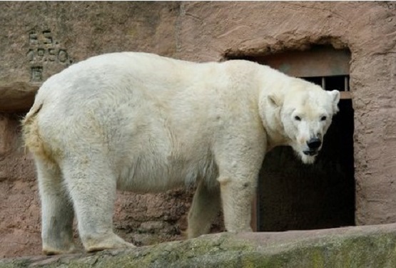 ドイツ・ニュルンベルク動物園でホッキョクグマの双子の赤ちゃん誕生！　～　ヴェラお母さんの健闘_a0151913_2405282.jpg