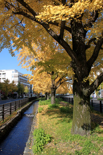 14.黄葉巡り42 銀杏も盛りです_e0048413_2013732.jpg