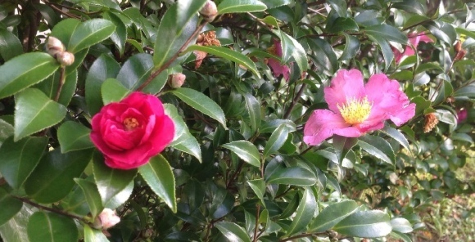 侘助 わびすけ 椿 と 寒椿 磯 良 の 海