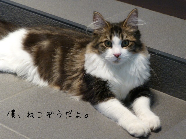 お留守番 にゃんこ ギャラリー 【ねこぞうくん】_e0237625_08298.jpg