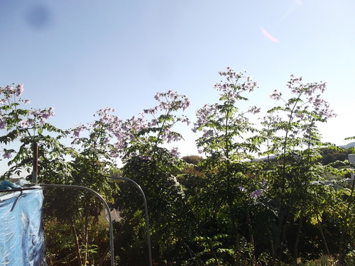 小春日和の菜園_b0137932_23272380.jpg