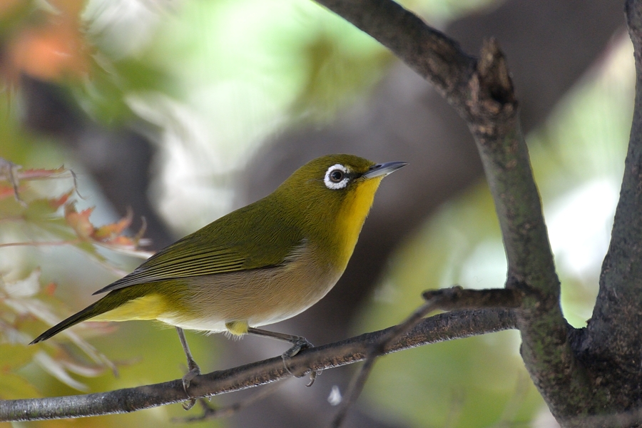 嵐山で紅葉鳥をパチリ_d0148541_18514653.jpg