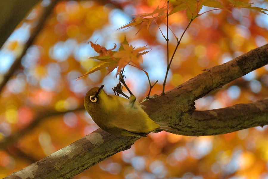 嵐山で紅葉鳥をパチリ_d0148541_1855581.jpg