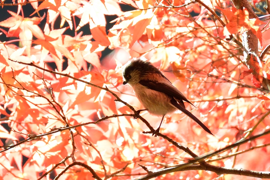 嵐山で紅葉鳥をパチリ_d0148541_1856343.jpg