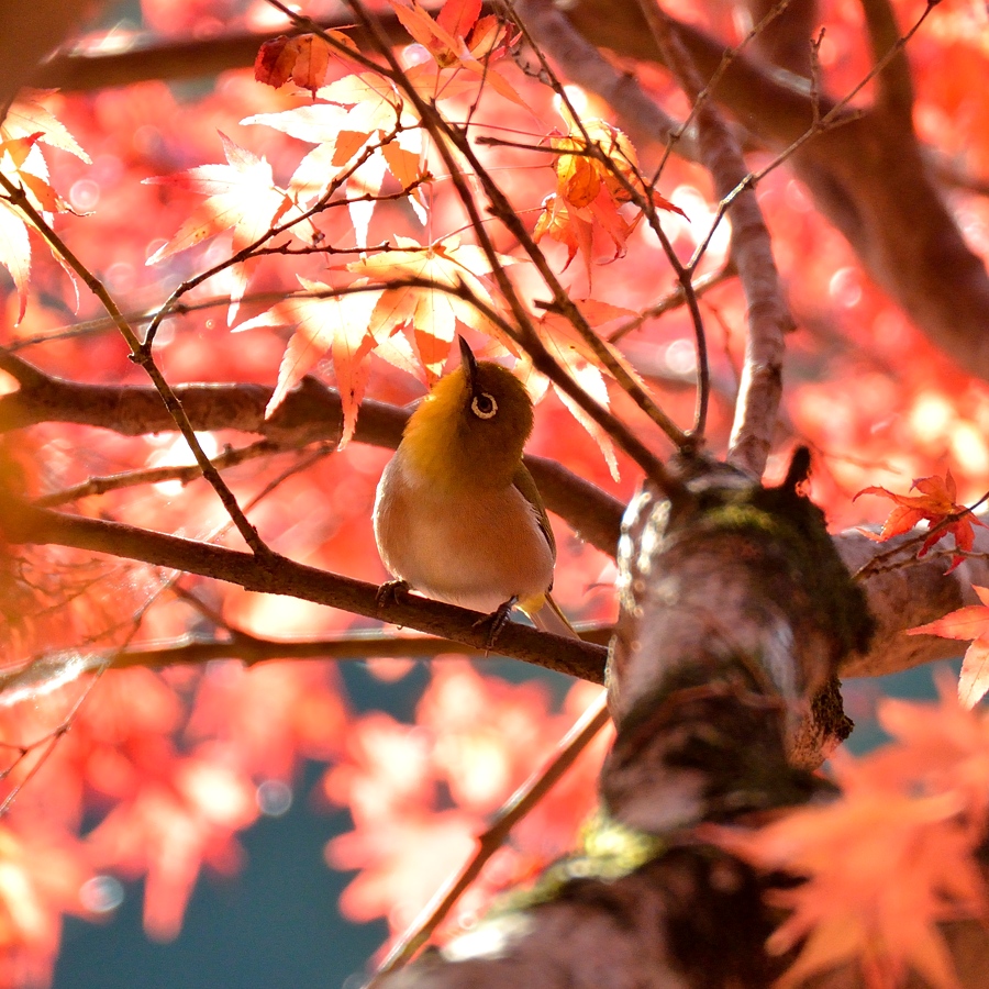 嵐山で紅葉鳥をパチリ_d0148541_18565588.jpg