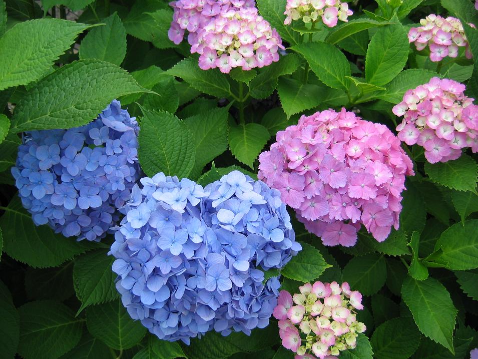 7月園だより_a0323443_15544443.jpg