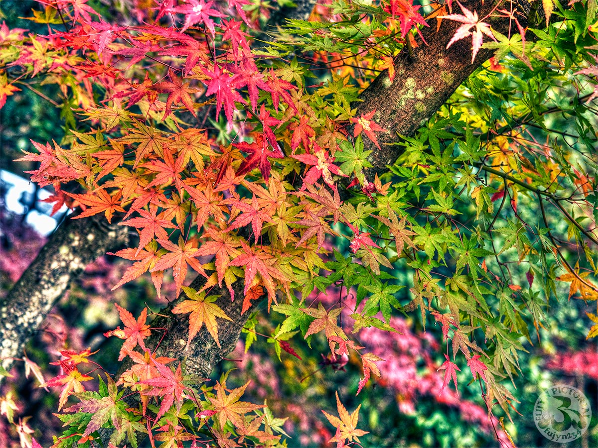 紅葉日和_b0135347_23565531.jpg