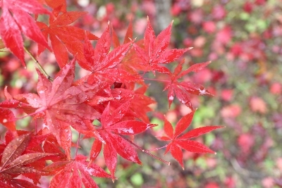 市川孝 拵展 開催中です_a0279848_11262581.jpg